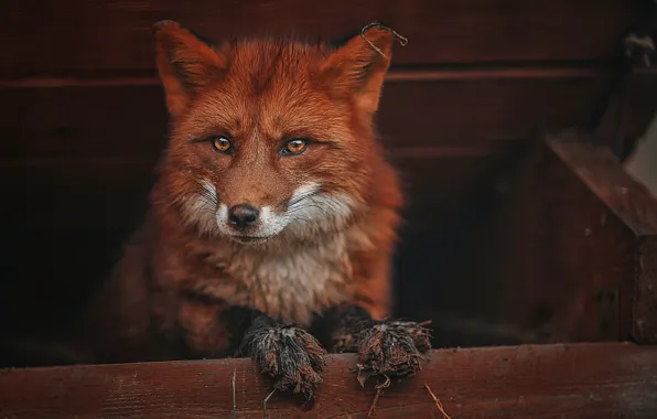 Picture animal, Fox, Fox, Ksenia Lysenkova