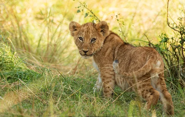 Picture grass, look, nature, pose, baby, wild cat, lion, lion