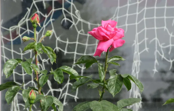Network, roses, window, Mamala ©, summer 2018