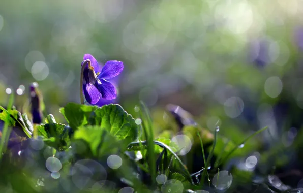 Flower, grass, leaves, macro, nature, spring, bokeh, flora