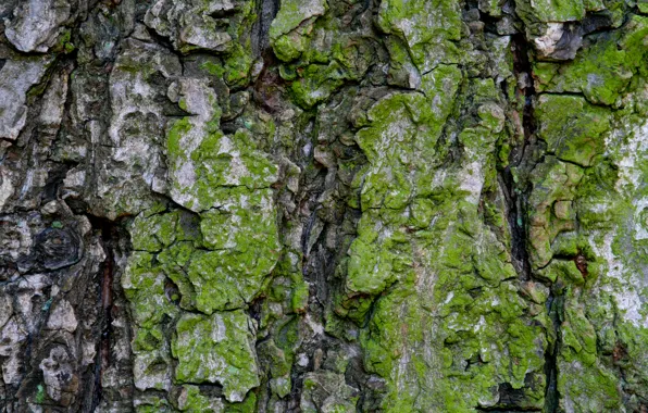 Picture green, pattern, Moss, bark