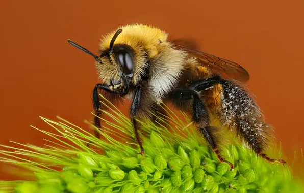 Macro, bee, background, pollen, plant, insect, bumblebee