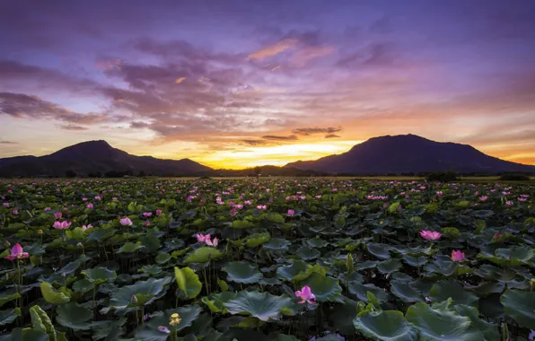Landscape, sunset, mountains, nature, lake, Lotus