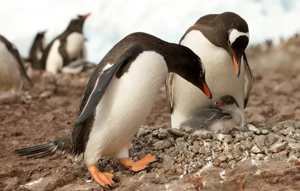 Picture nature, penguins, Antarctica
