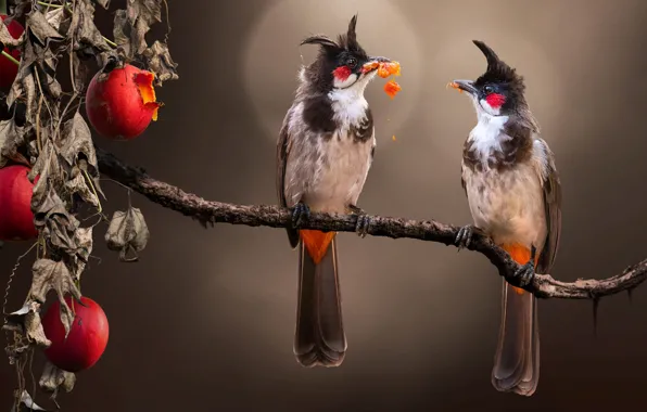 Close-Up Photo of a Red Whiskered Bulbul Bird · Free Stock Photo