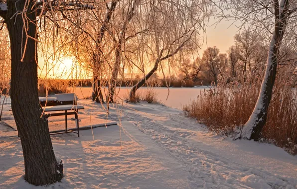 Picture winter, the sun, snow, trees, bench, traces