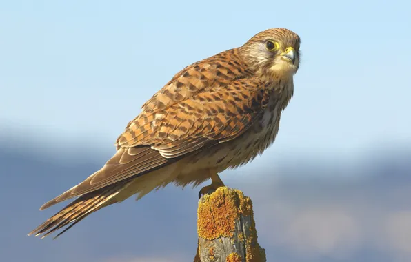 Picture bird, predator, column, Kestrel