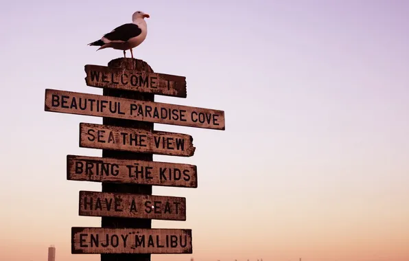 Post, Seagull, pointers