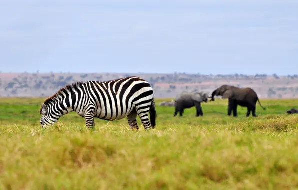 Picture the sky, grass, horizon, Zebra, Savannah, elephants