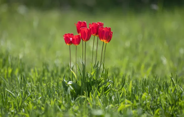 Greens, grass, light, flowers, red, glade, spring, petals