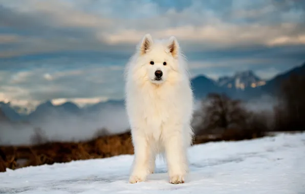 Winter, look, snow, nature, pose, dog, face, Samoyed