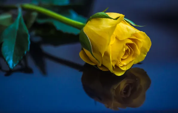Macro, flowers, roses
