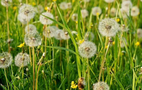 Picture summer, grass, fluffy, meadow, dandelions