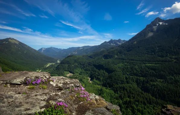 Picture forest, the sky, flowers, mountains, blue, rocks, slope