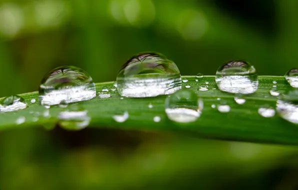 Drops, macro, droplets, Rosa, closeup, morning dew, drops on a green background, Close-up of the …