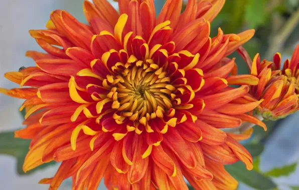 Flower, petals, chrysanthemum