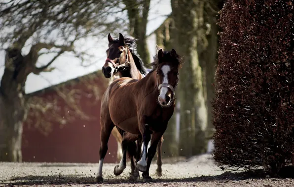 Picture trees, nature, Park, horse, horse, the fence, two, running