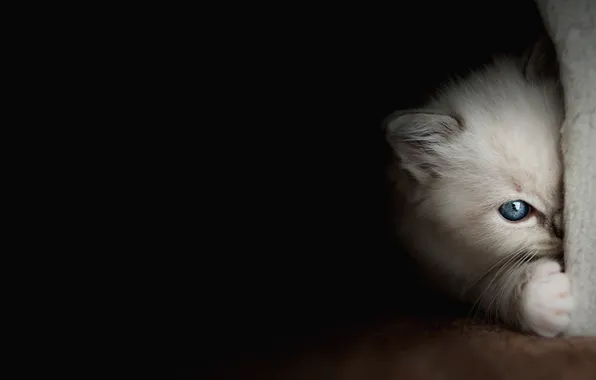Cat, look, pose, kitty, baby, black background, blue eyes, face