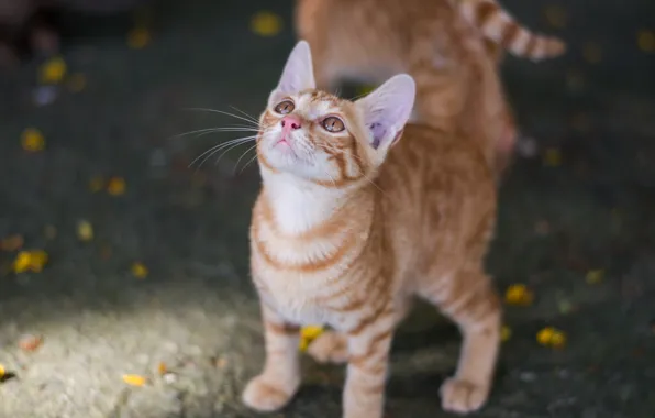 Picture look, red, muzzle, kittens, kitty