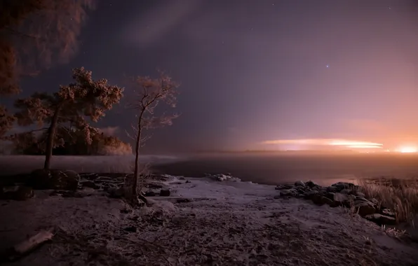 Picture trees, night, fog