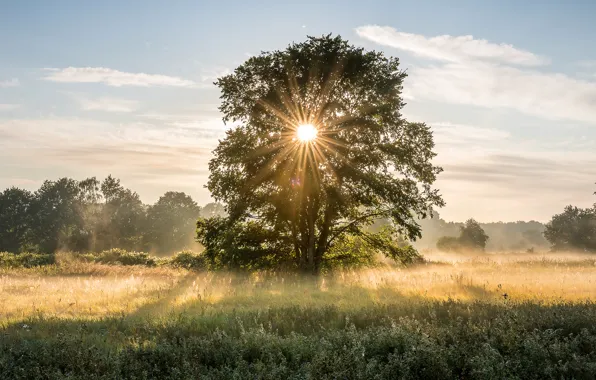 Field, summer, the sky, the sun, clouds, rays, light, trees