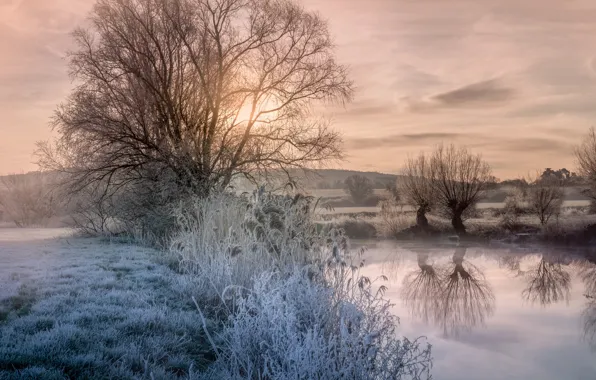 Picture frost, the sky, grass, water, clouds, trees, reflection, dawn