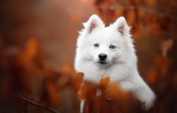 Picture look, portrait, dog, face, bokeh, Samoyed