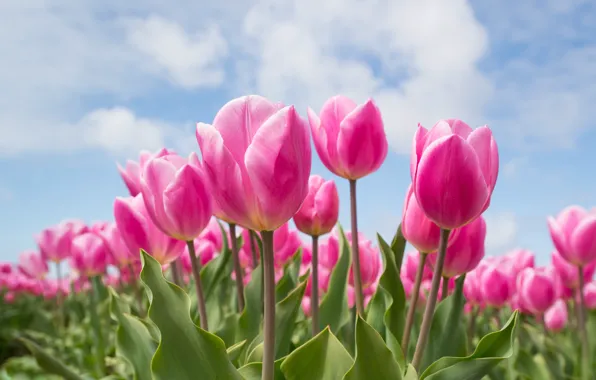 Picture greens, the sky, leaves, Tulips, pink, buds, the sprout