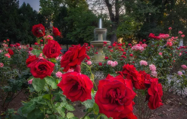 Summer, flowers, Park, roses, garden, red, fountain, pink