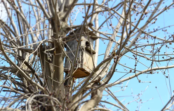 The sky, tree, Spring, birdhouse, blue background