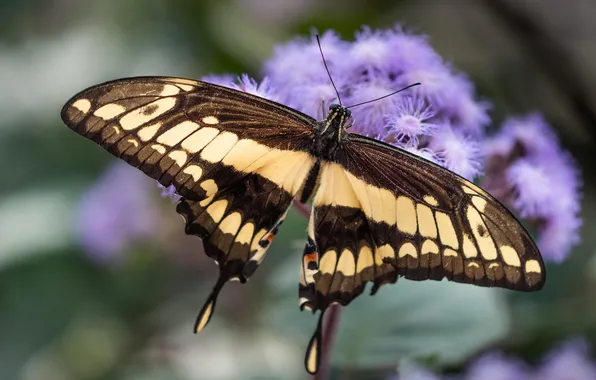 Macro, wings, Butterfly, beautiful, flowering, closeup