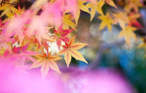 Picture leaves, nature, color, blur