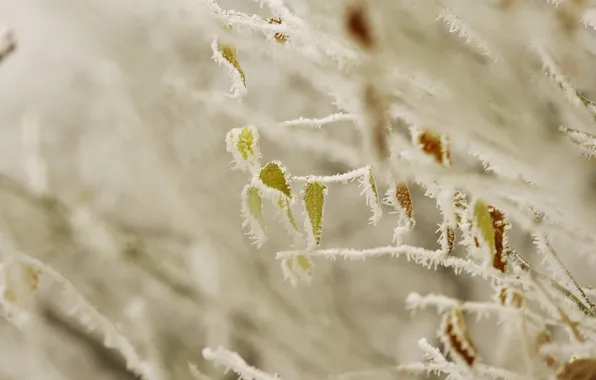 Frost, leaves, nature