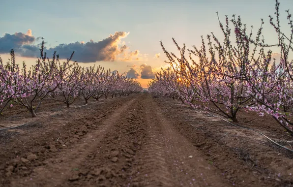 Trees, nature, garden