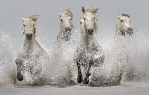 Picture water, squirt, horses