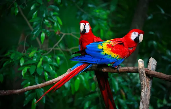 Birds, pair, parrots, Red macaw
