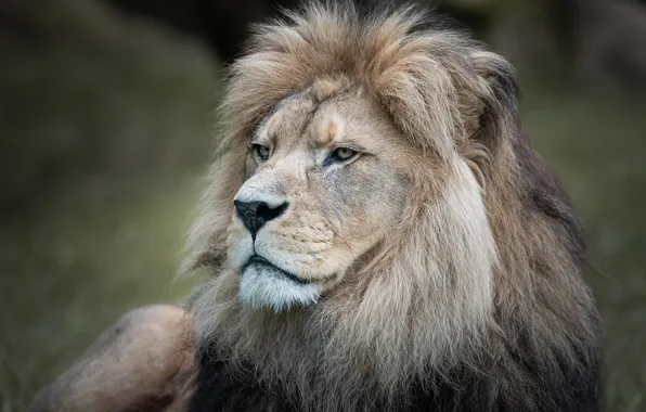 Picture face, portrait, Leo, mane, the king of beasts, wild cat