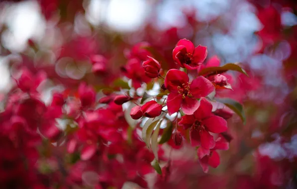 Leaves, flowers, branch, spring, red, pink, Apple, flowering