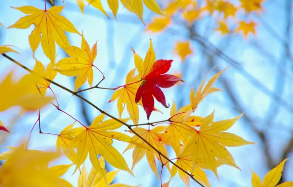 Autumn, leaves, macro, background, tree, Wallpaper, yellow, red