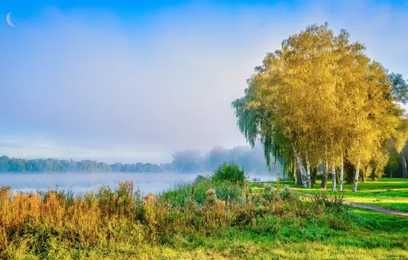 Picture autumn, the sky, grass, trees, yellow, fog, lake, blue