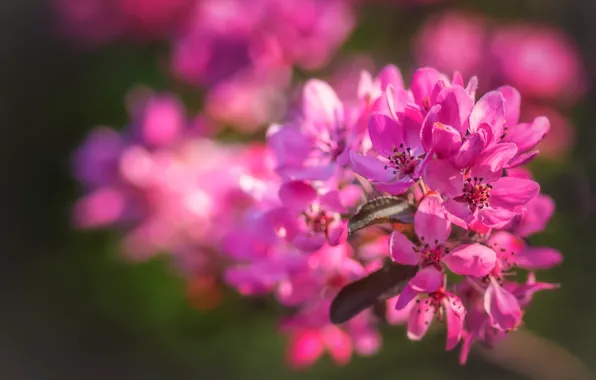 Flowers, branches, background, mood, bright, spring, pink, Apple