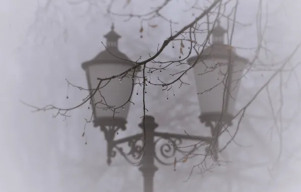 Drops, macro, nature, fog, tree, branch, lantern