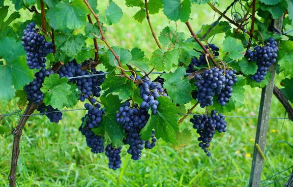 Picture leaves, fruit, grapes