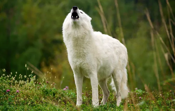 White, summer, grass, nature, pose, wolf, mouth, fangs