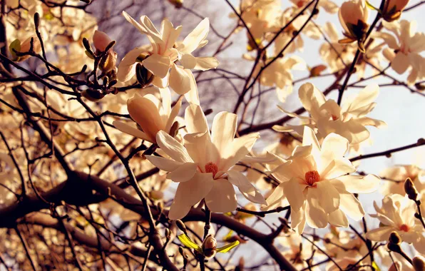 Picture macro, light, trees, flowers, branch, spring, petals, light