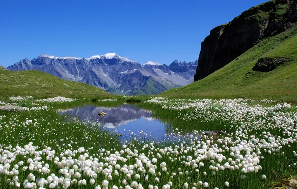 Picture summer, landscape, flowers, mountains, lake, Nature