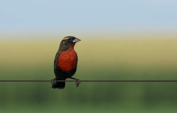 Background, bird, wire