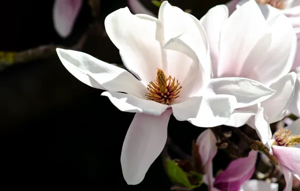 Picture macro, flowers, spring, petals, white, black background, flowering, Magnolia