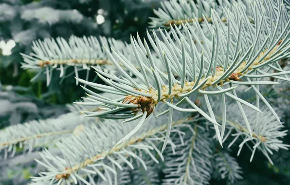 Tree, Spruce, Green