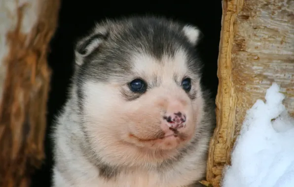 Picture dog, baby, puppy, face, husky